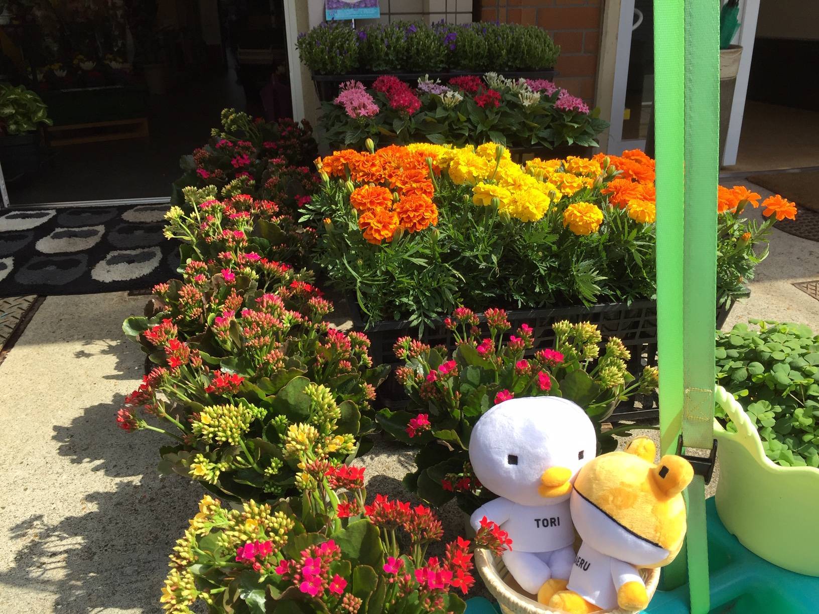 お花入荷しました。 花と窓の店 HANAMADOのブログ 写真1
