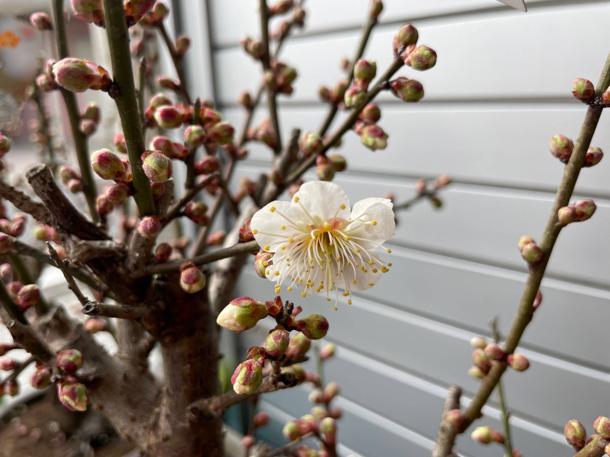 梅が咲き始めました。 花と窓の店 HANAMADOのブログ 写真1
