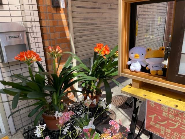 君子欄が咲きました。 花と窓の店 HANAMADOのブログ 写真1