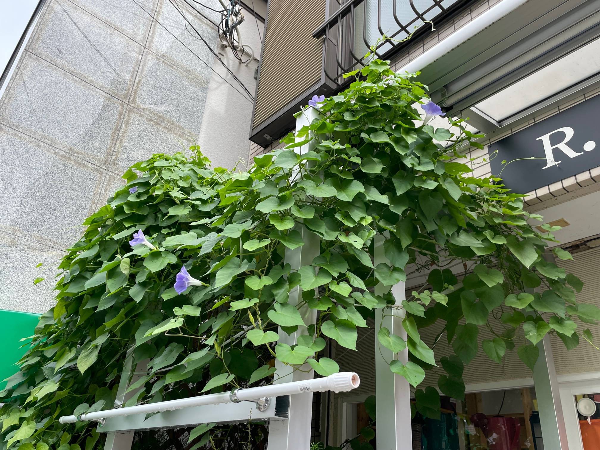 宿根アサガオ　本日七つ咲きました！ 花と窓の店 HANAMADOのブログ 写真1