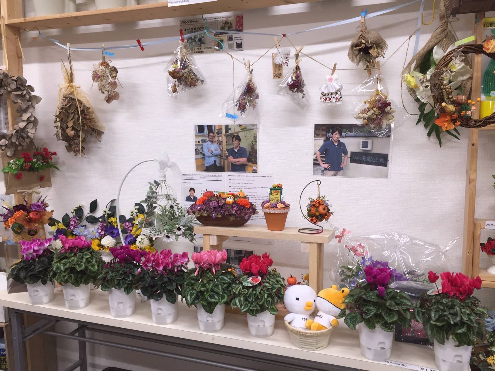 シクラメン入荷しました。 花と窓の店 HANAMADOのブログ 写真1