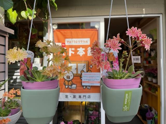 レウイシア入荷しました。 花と窓の店 HANAMADOのブログ 写真1