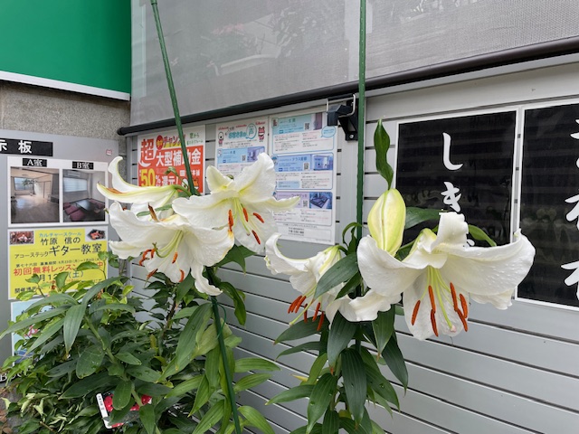 カサブランカが綺麗に咲きました。 花と窓の店 HANAMADOのブログ 写真1
