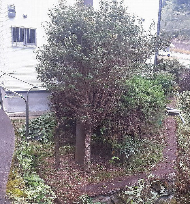 すまい：Ｒｅの0234　裏庭のリフォーム工事　和歌山県橋本市高野口の施工前の写真1