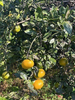 庭の果樹 桶庄トーヨー住器のブログ 写真5