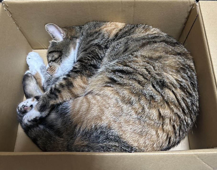 ね~こはこたつで~丸くなる~🐈 桶庄トーヨー住器のブログ 写真2