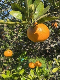 庭の果樹 桶庄トーヨー住器のブログ 写真1