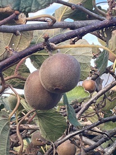 庭の果樹 桶庄トーヨー住器のブログ 写真2