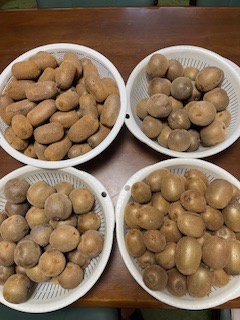 庭の果樹 桶庄トーヨー住器のブログ 写真3