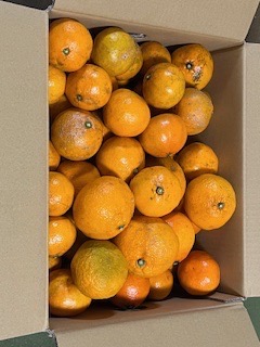 庭の果樹 桶庄トーヨー住器のブログ 写真4