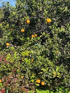 庭の果樹 桶庄トーヨー住器のブログ 写真2