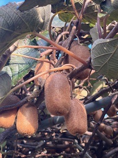 庭の果樹 桶庄トーヨー住器のブログ 写真1