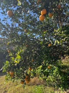 庭の果樹 桶庄トーヨー住器のブログ 写真3