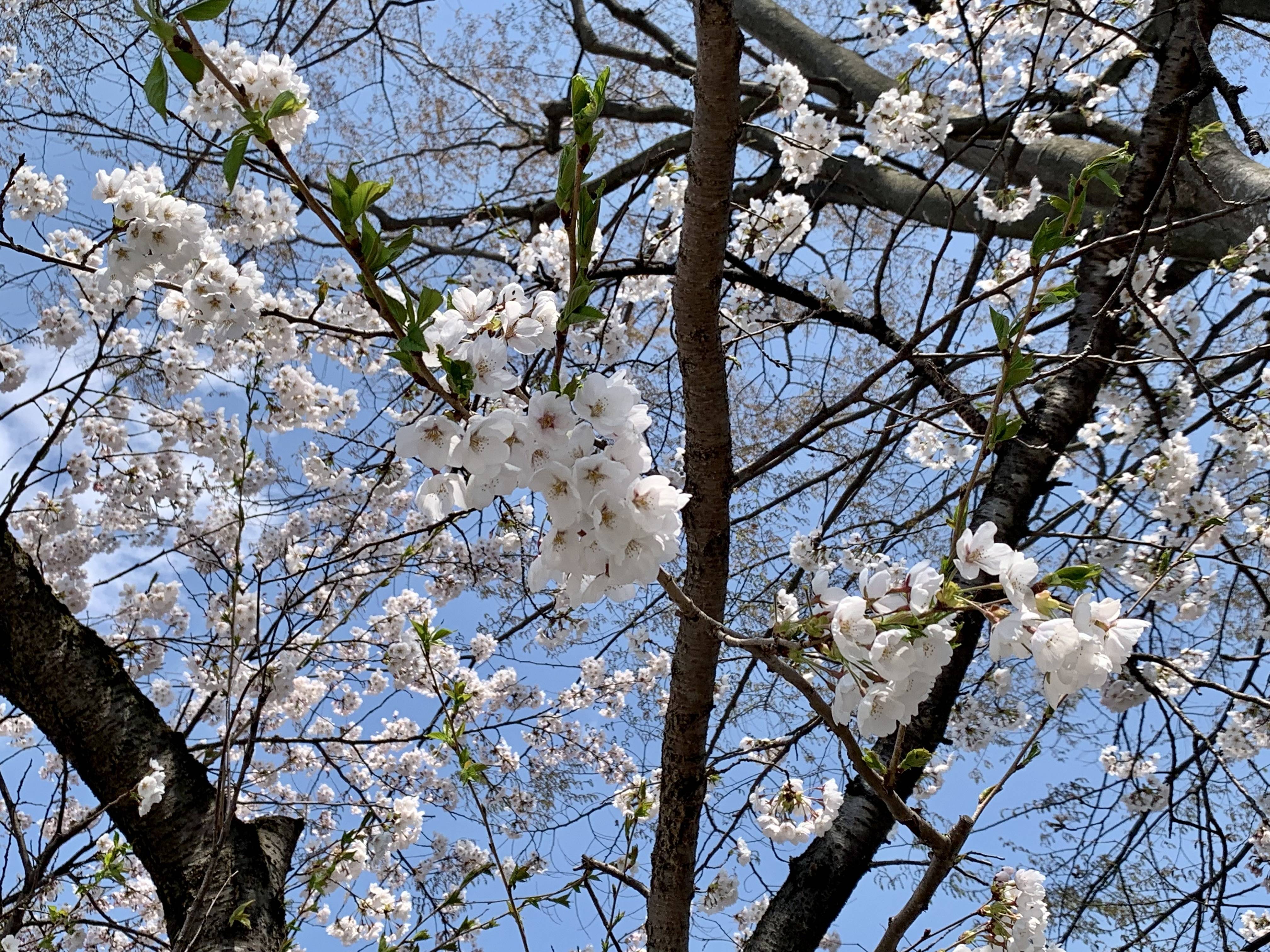 桜ひらひら… 大木建装硝子のブログ 写真1