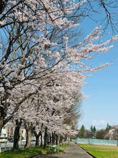 会社前の北村公園の桜が満開になりました🥰🌸 大木建装硝子のブログ 写真2
