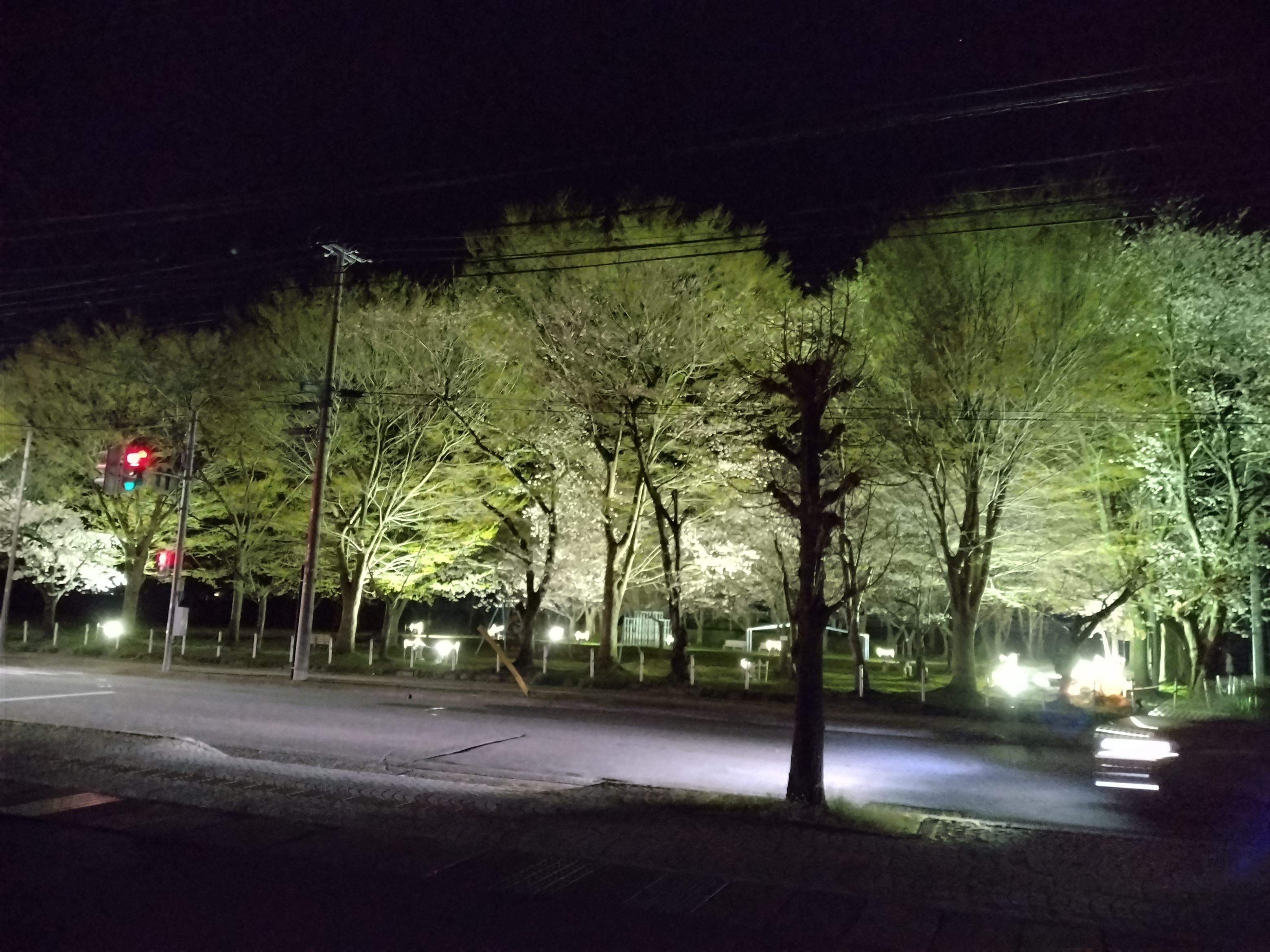 桜が咲きました🌸 大木建装硝子のブログ 写真7
