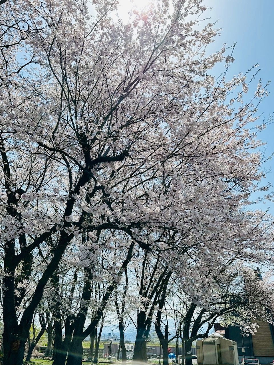 会社前の北村公園の桜が満開になりました🥰🌸 大木建装硝子のブログ 写真3