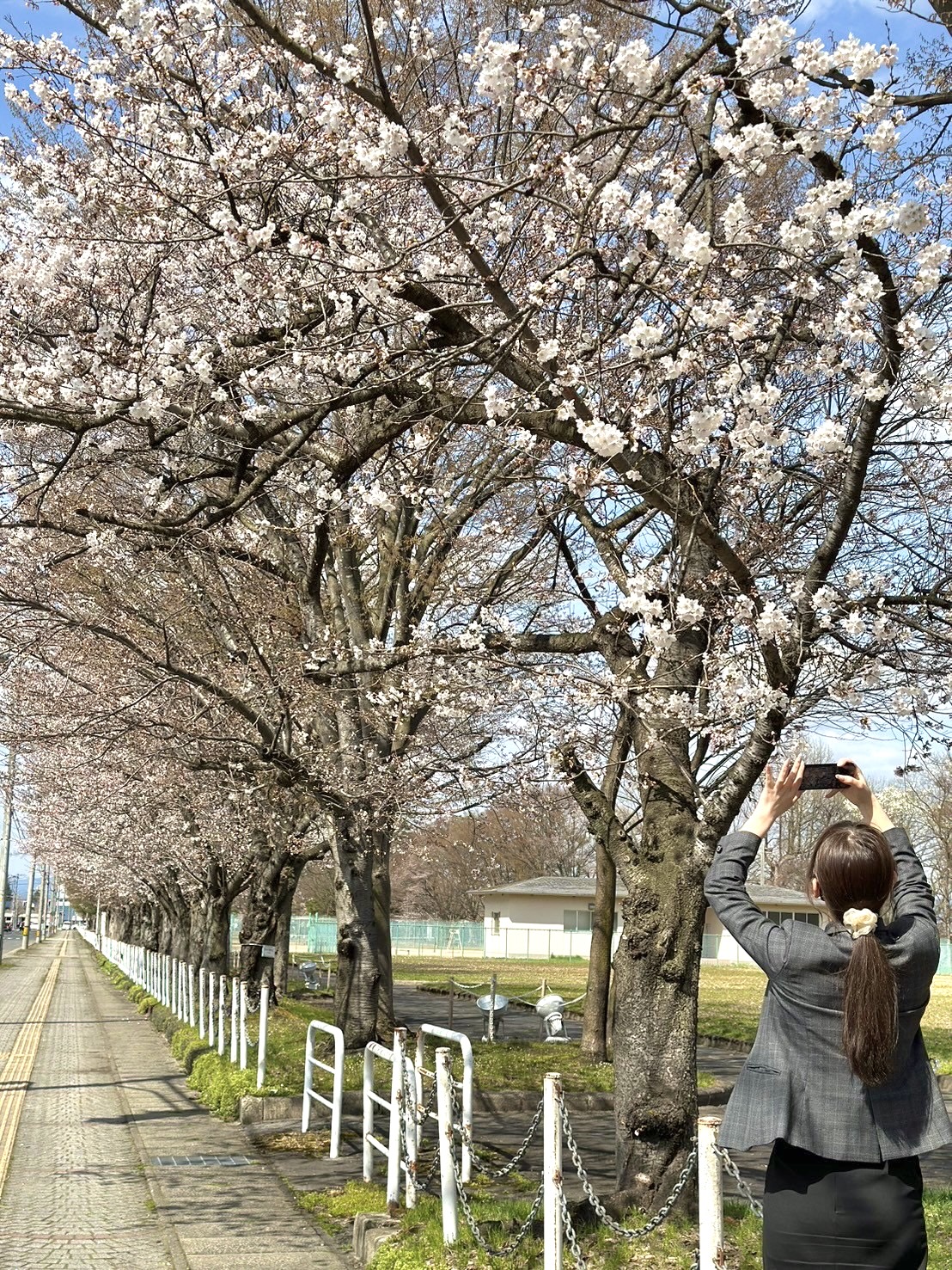 桜が咲きました🌸 大木建装硝子のブログ 写真4