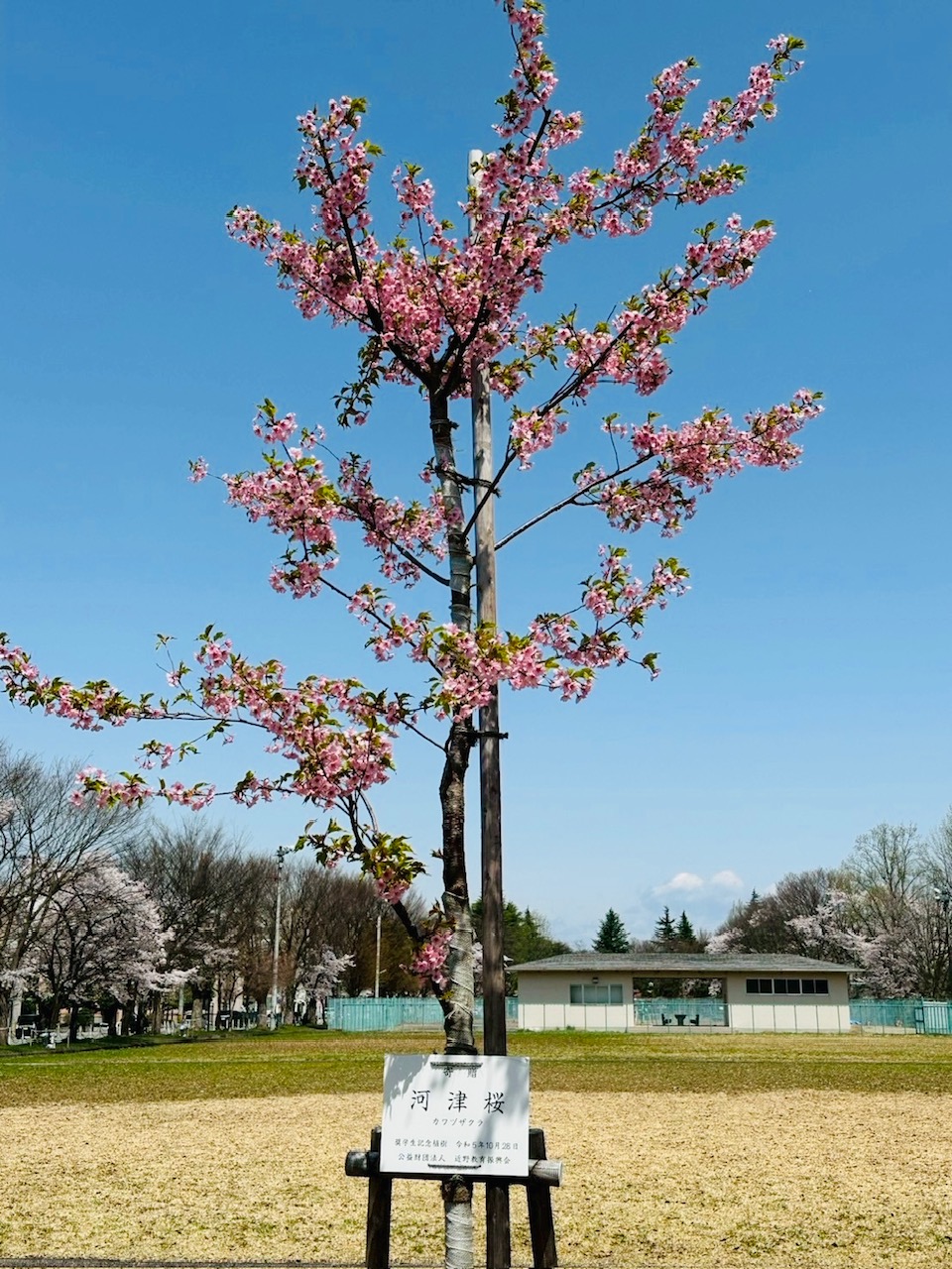 会社前の北村公園の桜が満開になりました🥰🌸 大木建装硝子のブログ 写真6