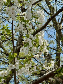 会社前の北村公園の桜が満開になりました🥰🌸 大木建装硝子のブログ 写真7