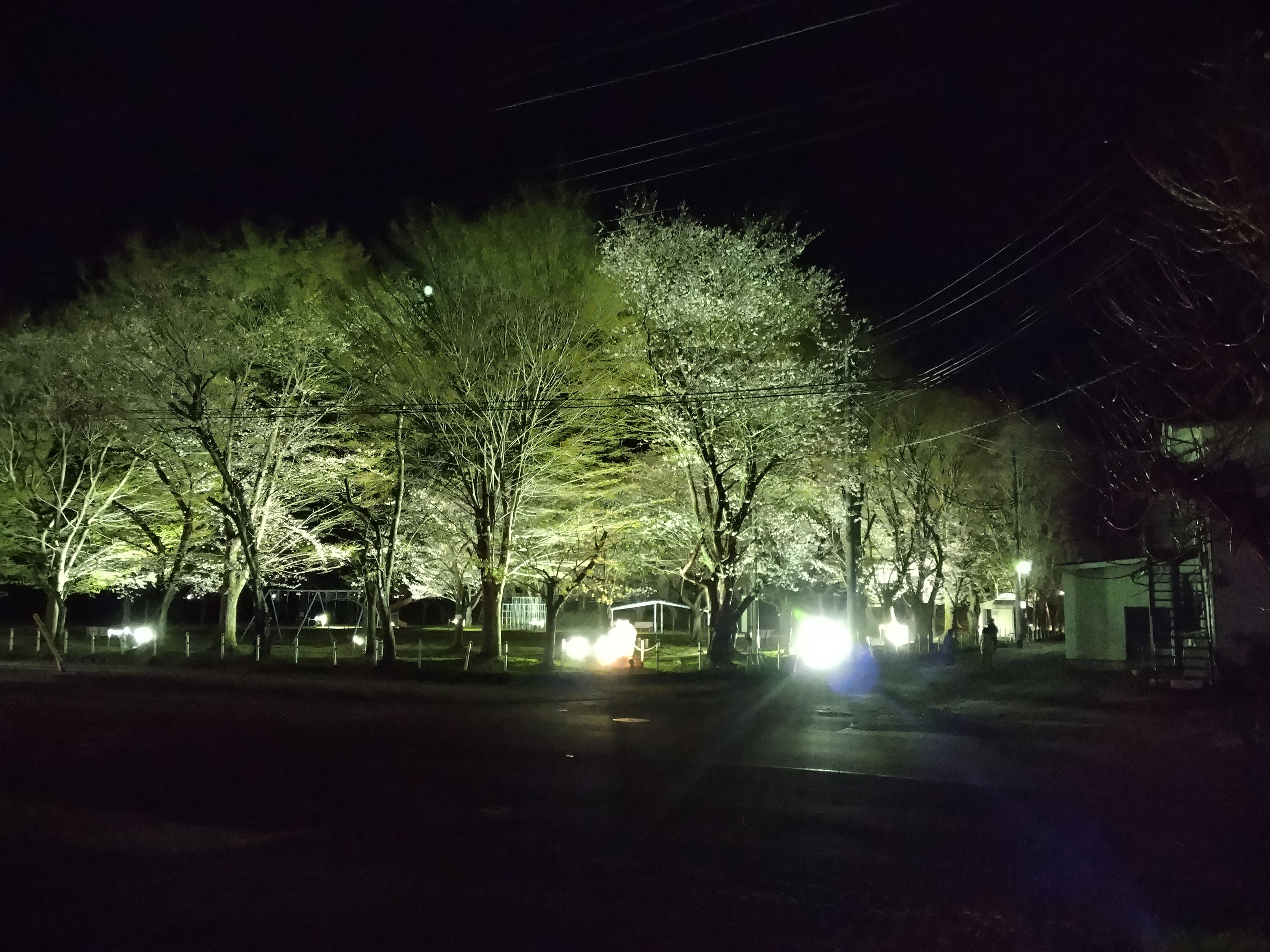 桜が咲きました🌸 大木建装硝子のブログ 写真6