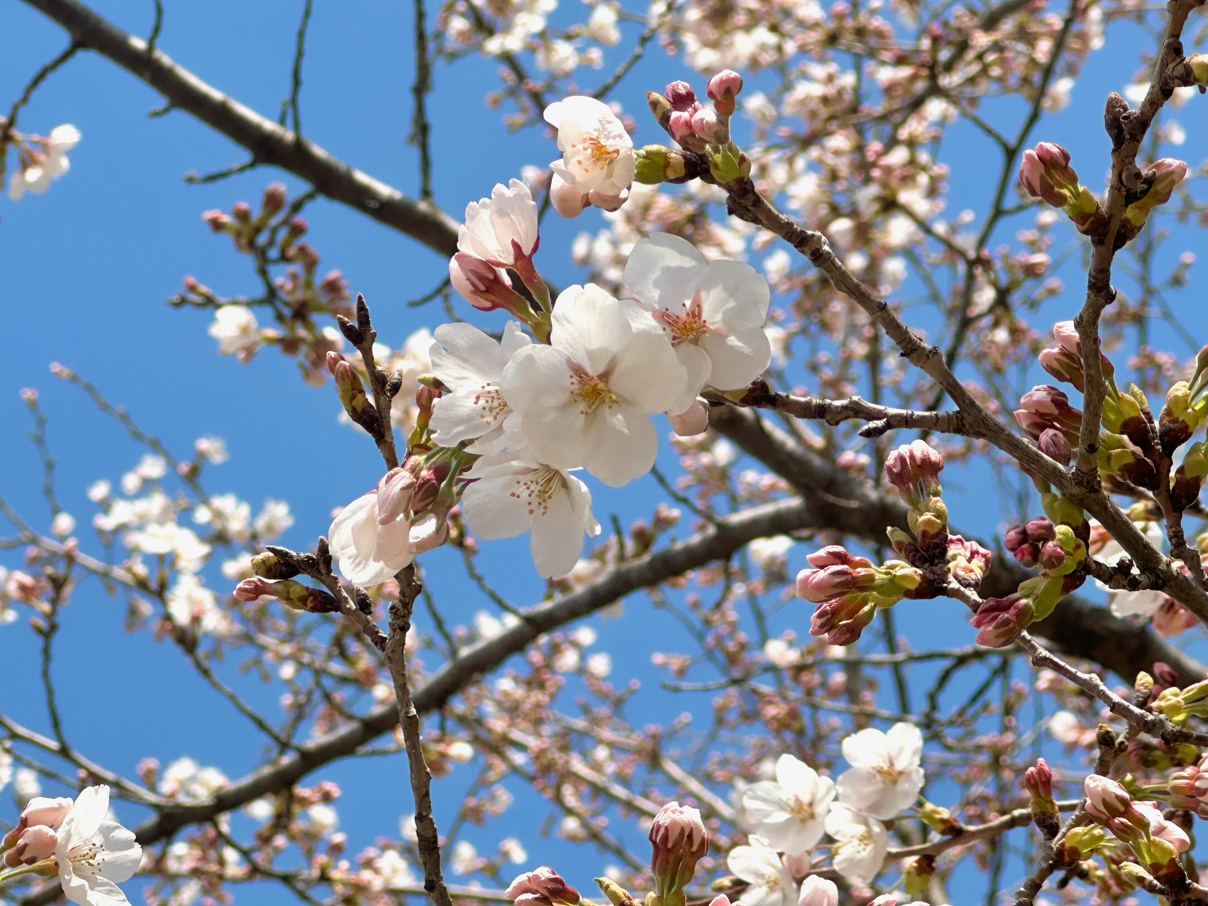 桜が咲きました🌸 大木建装硝子のブログ 写真3