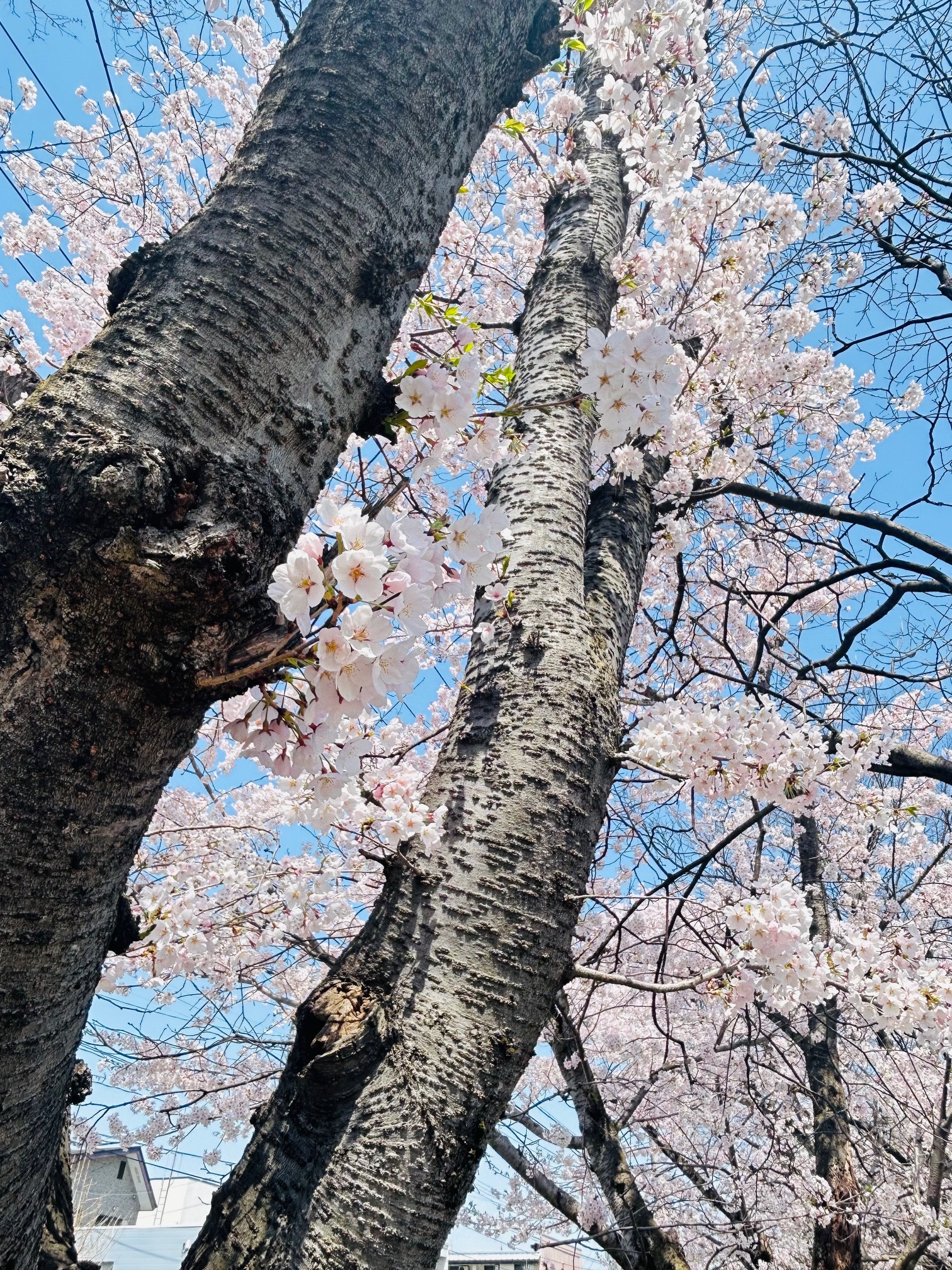 会社前の北村公園の桜が満開になりました🥰🌸 大木建装硝子のブログ 写真4