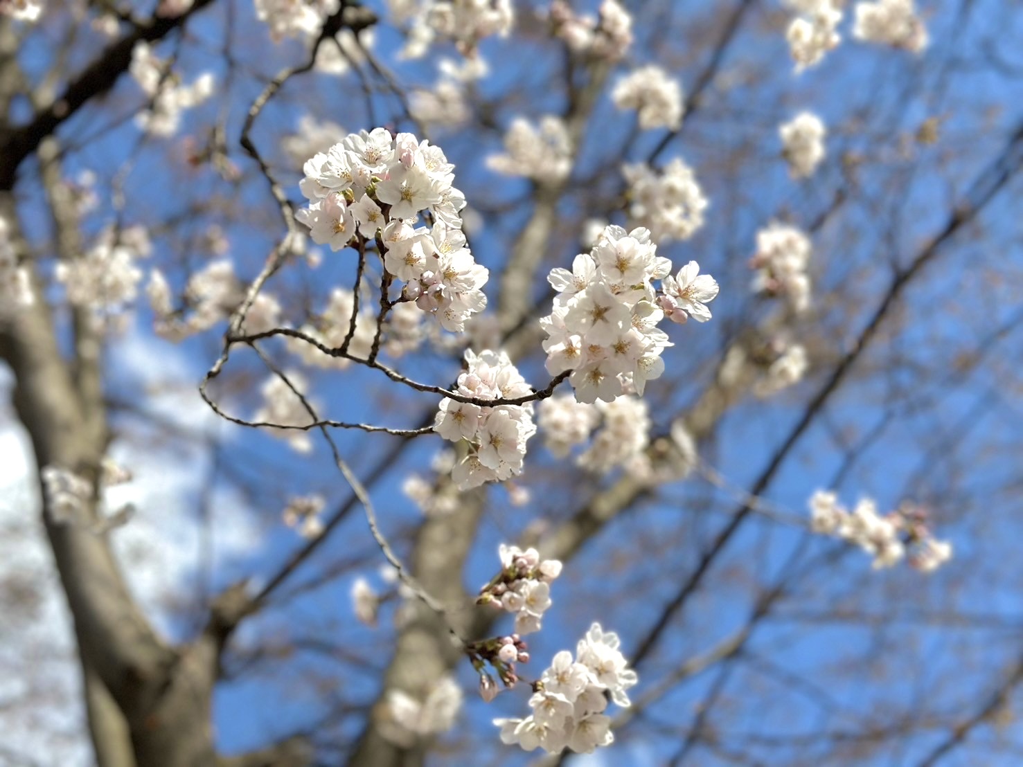 桜が咲きました🌸 大木建装硝子のブログ 写真2