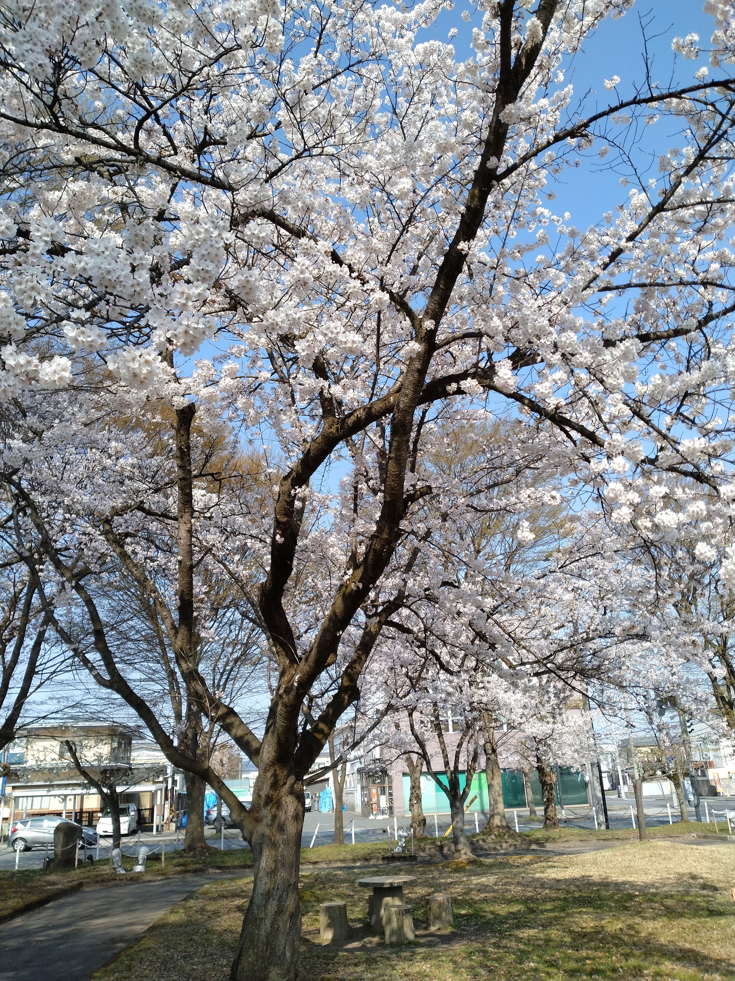桜が咲きました🌸 大木建装硝子のブログ 写真1