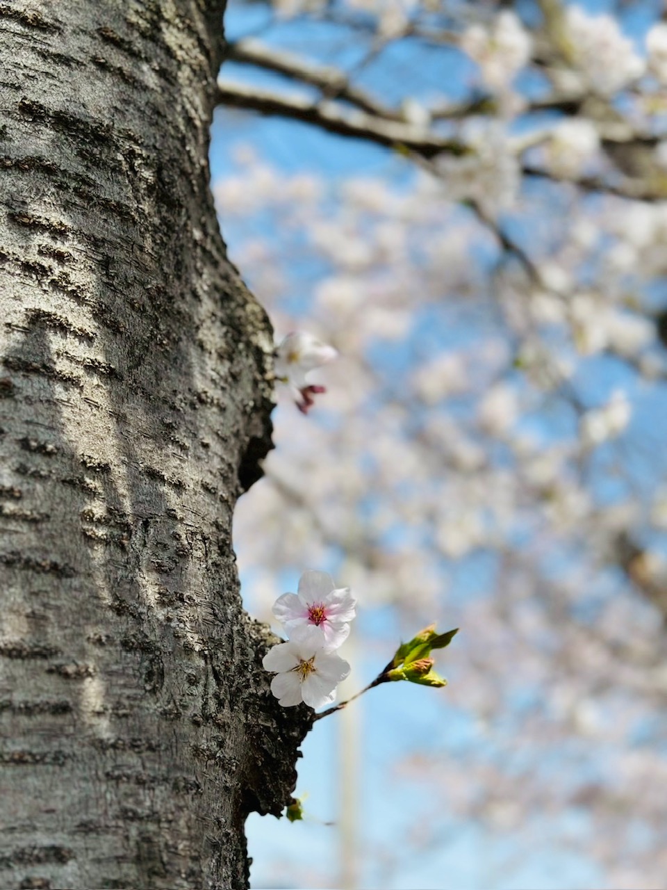 会社前の北村公園の桜が満開になりました🥰🌸 大木建装硝子のブログ 写真5
