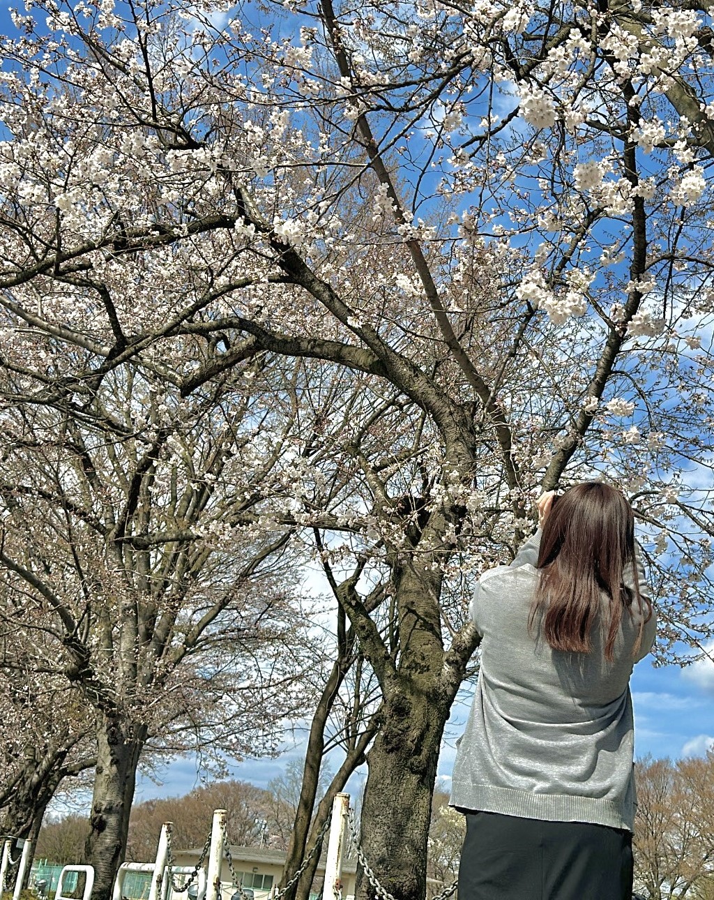 桜が咲きました🌸 大木建装硝子のブログ 写真5