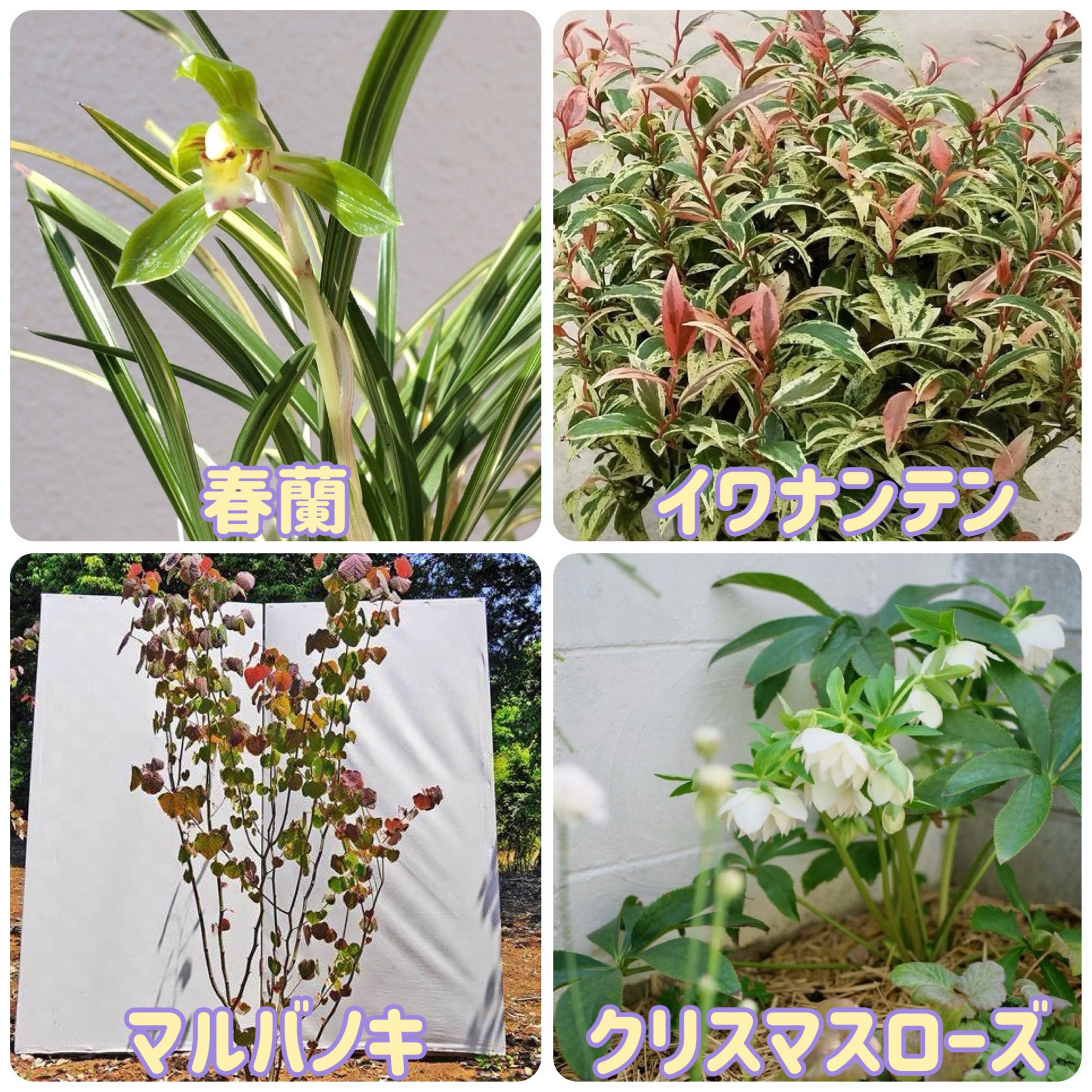 千葉トーヨー住器の開花期を生かした一年中楽しめる花壇づくりの施工事例詳細写真1