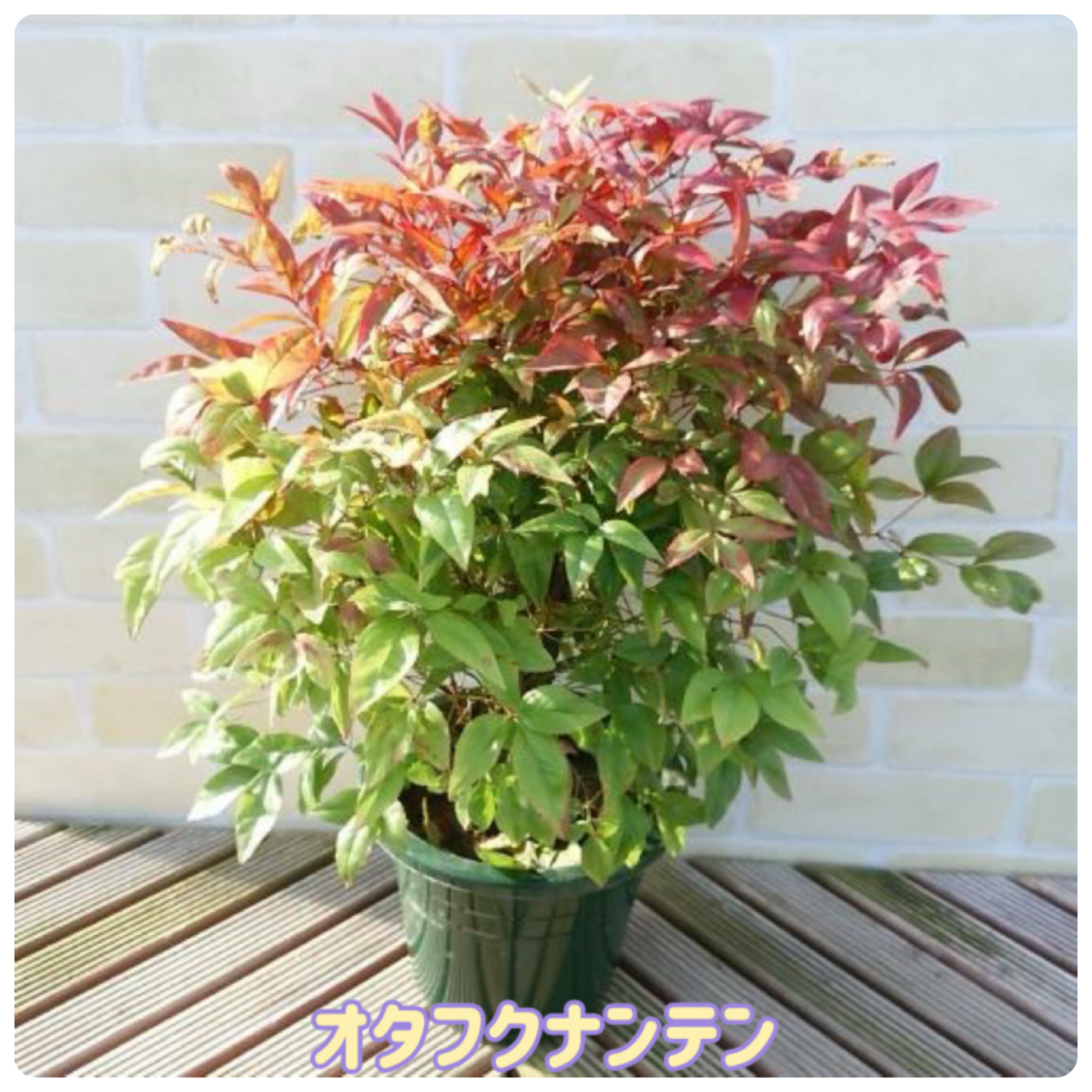 千葉トーヨー住器の開花期を生かした一年中楽しめる花壇づくりの施工事例詳細写真2