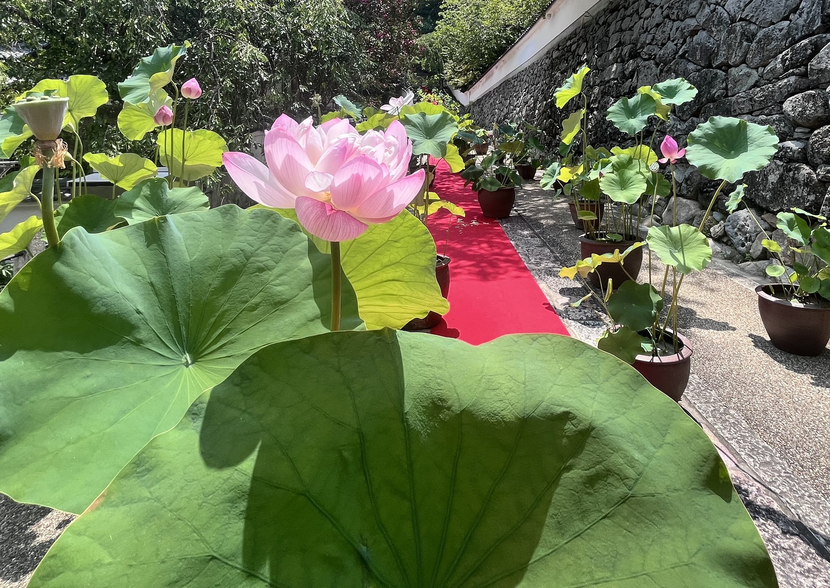 お盆休み 窓エコSENSHO 茨木店のブログ 写真2