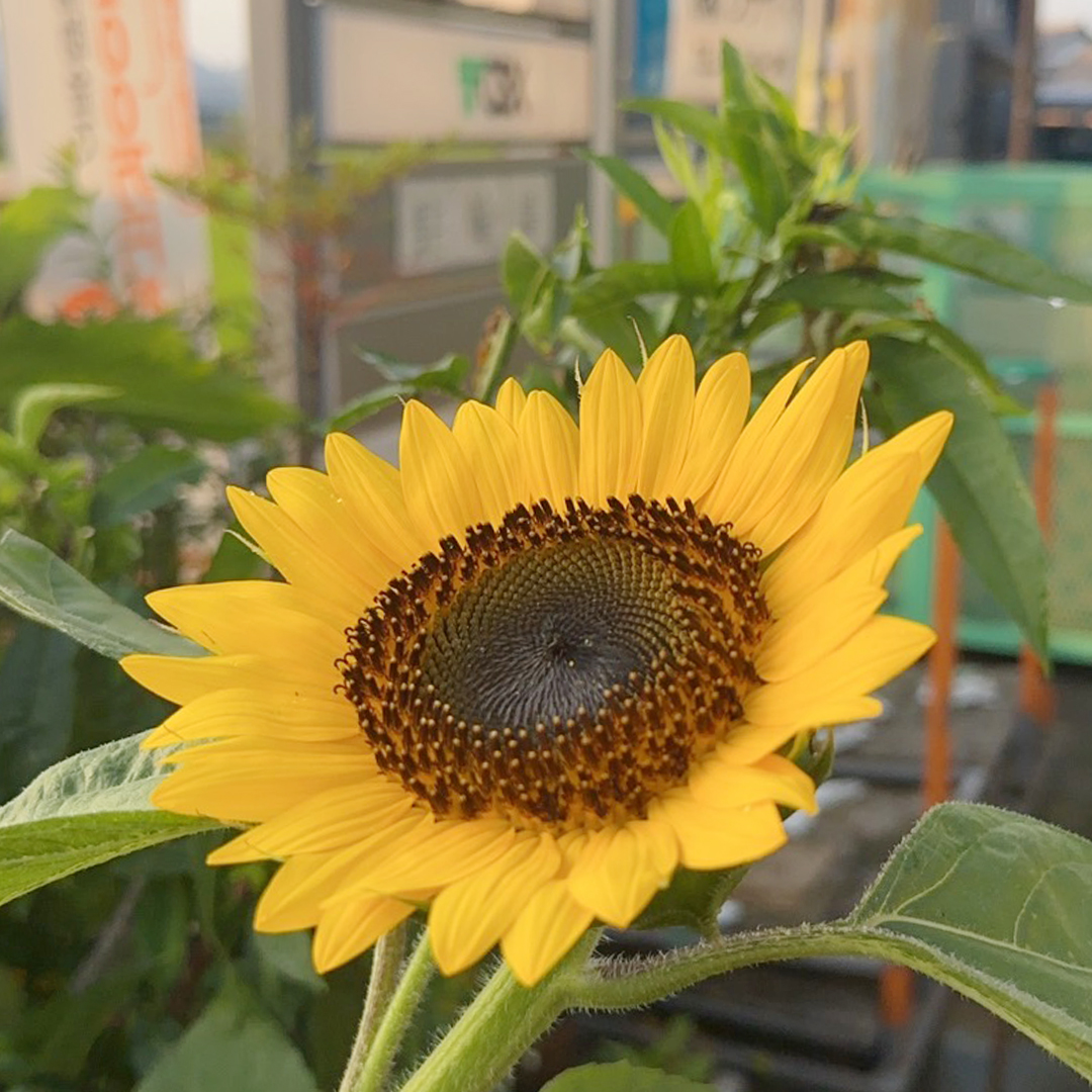 ウチヤマのひまわりが開花しました！🌻 ウチヤマのブログ 写真1