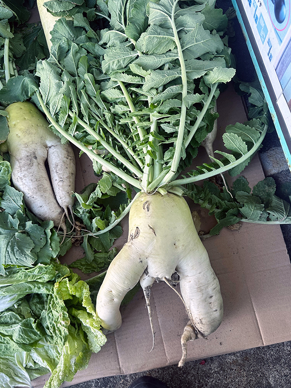 年末のほっこり便り。近所の農家さんから届いた“個性派大根” ウチヤマのブログ 写真1