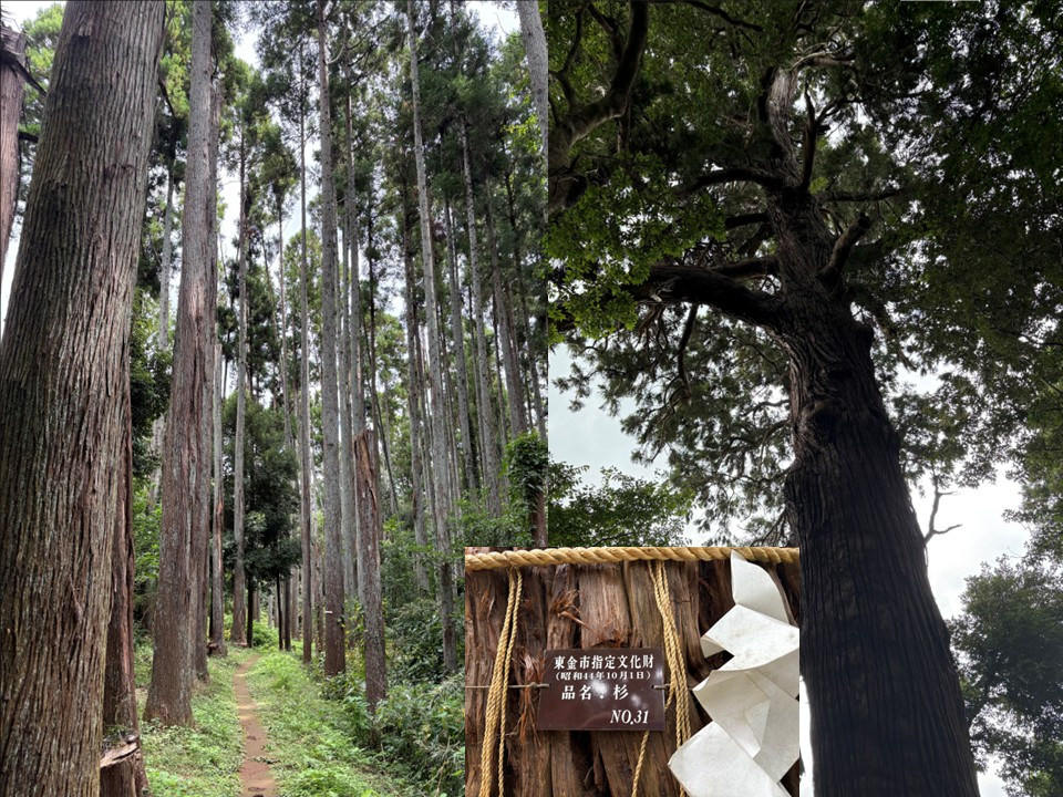 東金・日吉神社 ― 400年の時を刻む御神木 杉山トーヨー住器のブログ 写真1