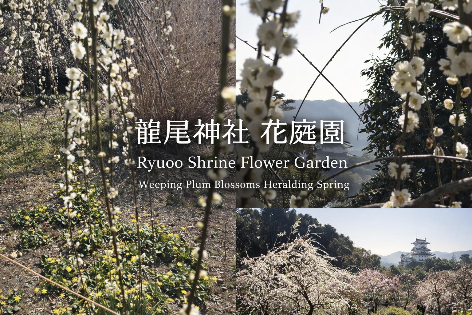 🌸 龍尾神社 花庭園 ― 春を告げるしだれ梅 杉山トーヨー住器のブログ 写真1