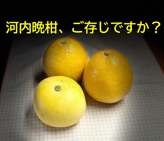 最近のマイブーム 小野寺トーヨー住器のブログ 写真1