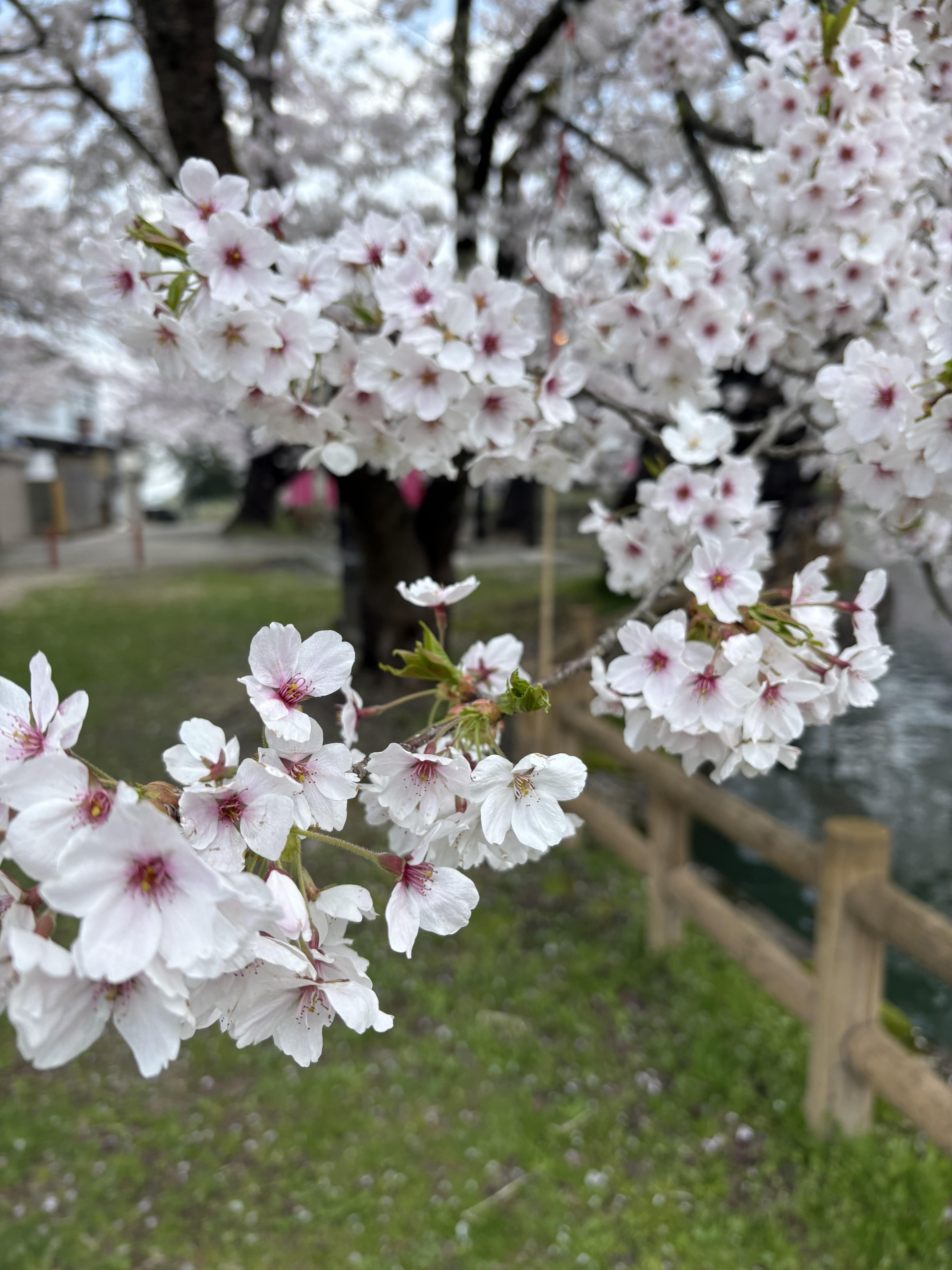 真人公園🌸 小野寺トーヨー住器のブログ 写真1