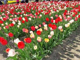 お花見 塚本住建のブログ 写真3