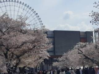 お花見 塚本住建のブログ 写真2