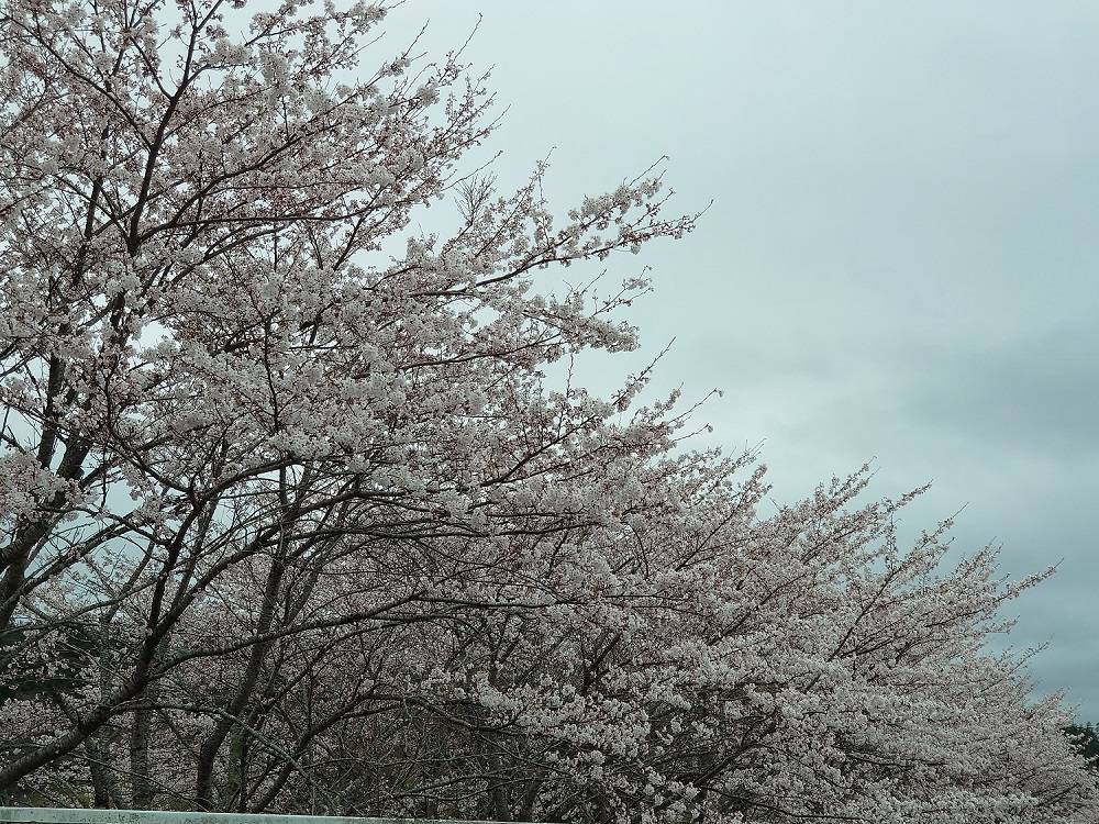 満開です 永光トーヨー住器のブログ 写真1