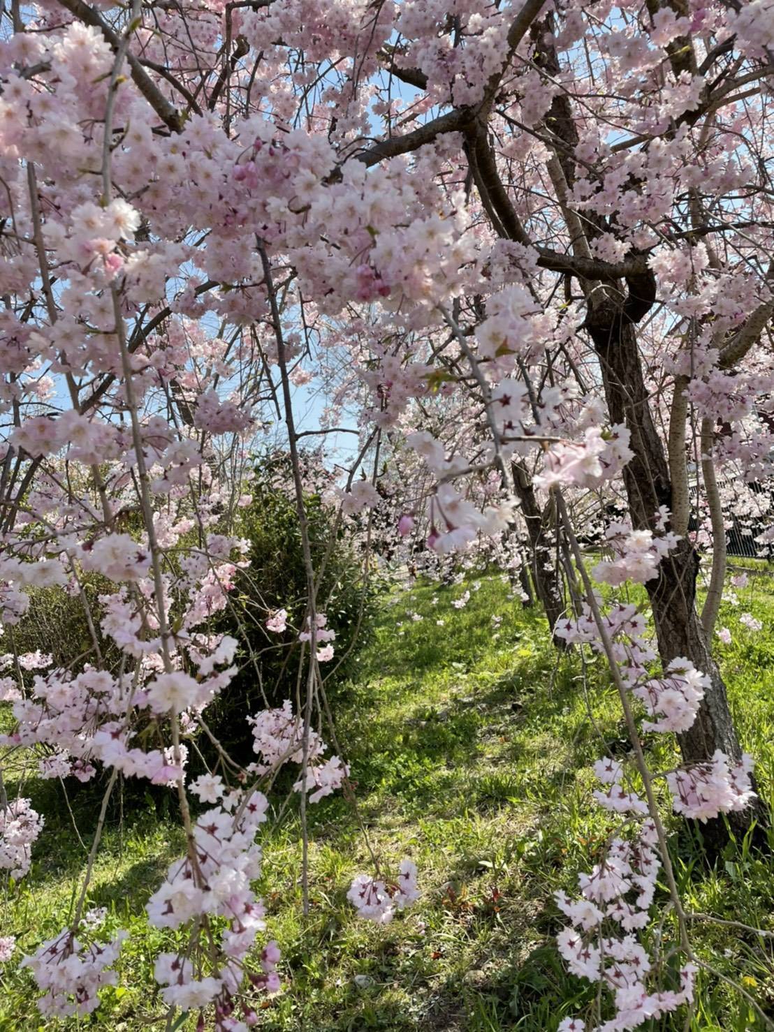 桜 永光トーヨー住器のブログ 写真2