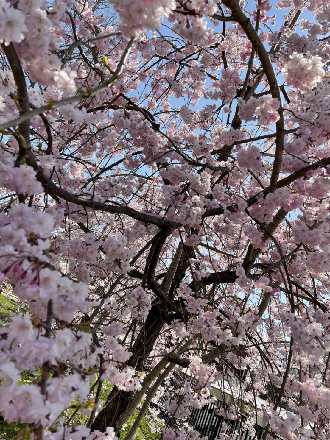 桜 永光トーヨー住器のブログ 写真3