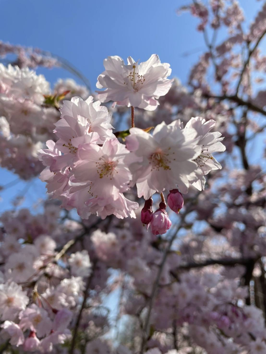 桜 永光トーヨー住器のブログ 写真1