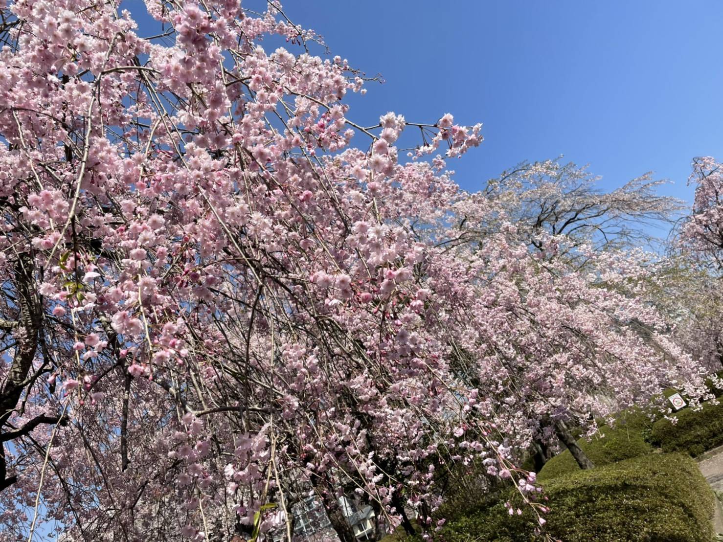 桜 永光トーヨー住器のブログ 写真4