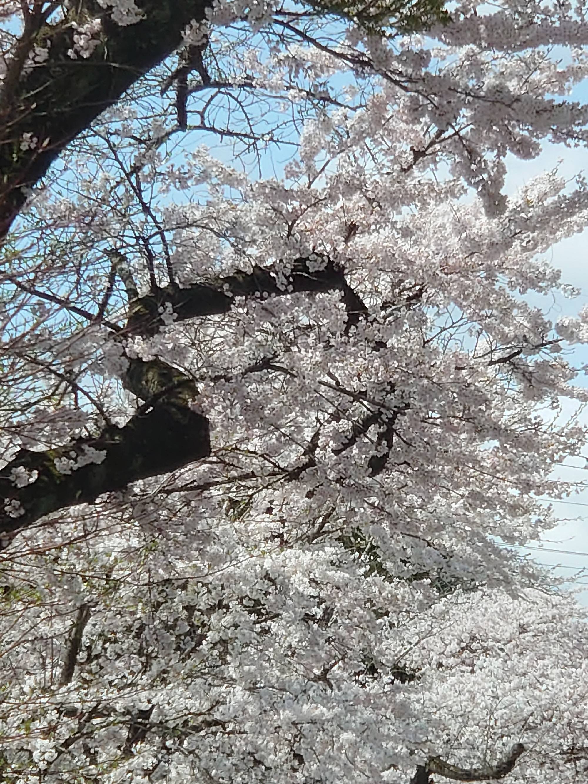 397号線の桜と胆沢ダム 永光トーヨー住器のブログ 写真3