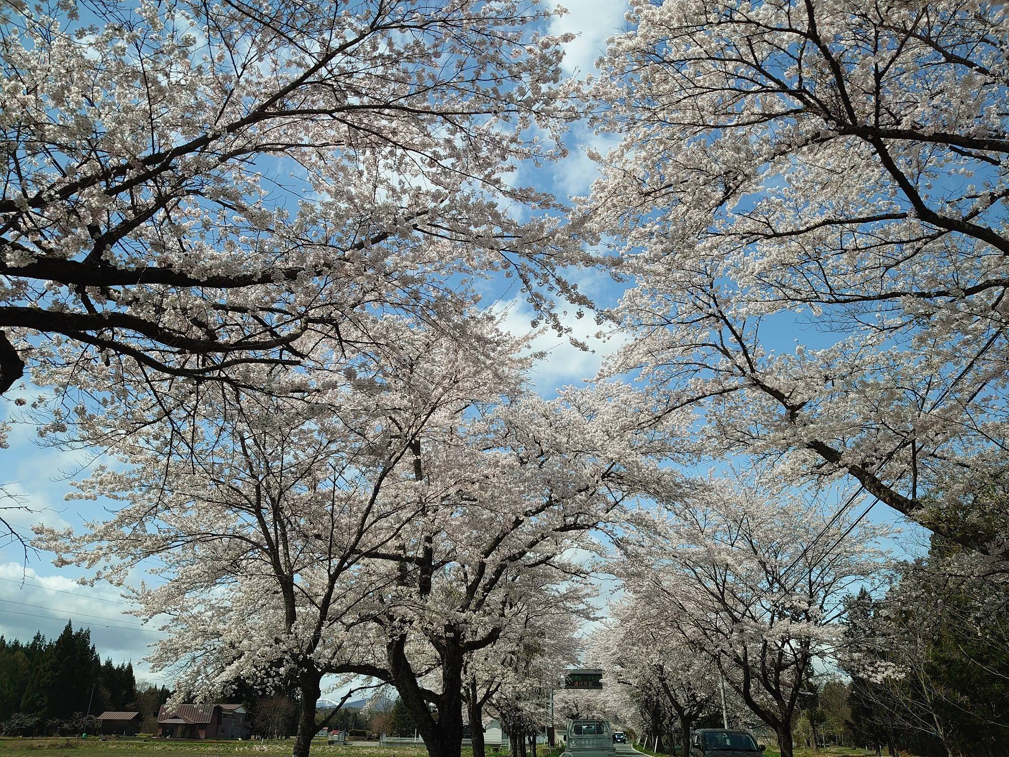 397号線の桜と胆沢ダム 永光トーヨー住器のブログ 写真2