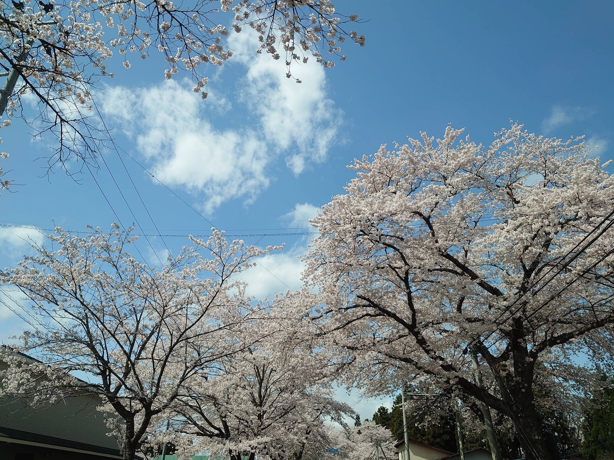 397号線の桜と胆沢ダム 永光トーヨー住器のブログ 写真1